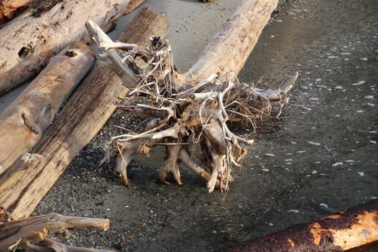driftwood