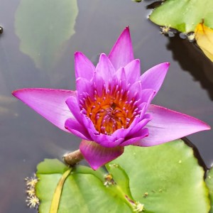 A found flower. Tai O, Hong Kong. April, 2015.